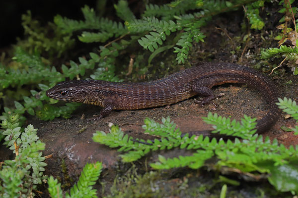 Taylor's Large-scaled Lizard (Alopoglossus plicatus)