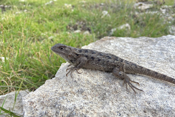 Eastern Spiny Lizard (Sceloporus spinosus)