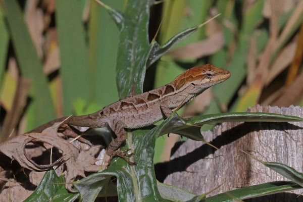 Ornate Anole (Anolis crassulus) male