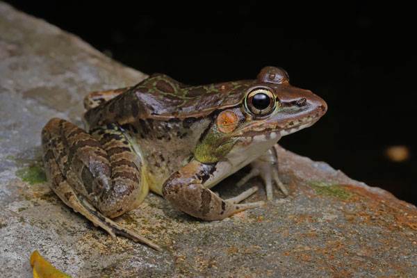 Brown's Leopard Frog (Lithobates brownorum)