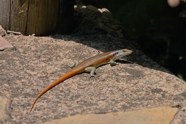 Rainbow Skink (Trachylepis margiritifer)
