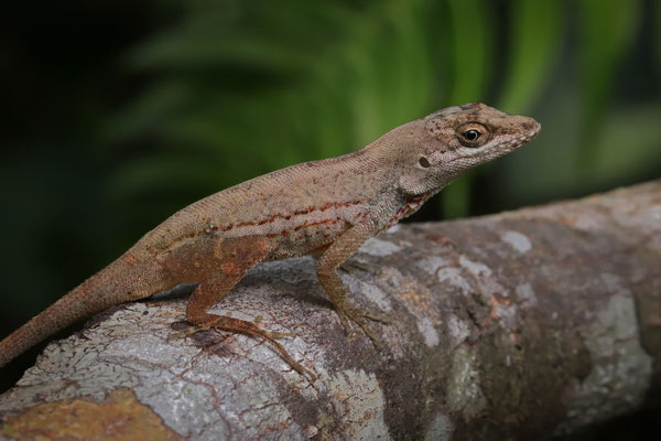 Mixtepec Anole (Anolis stevepoei)