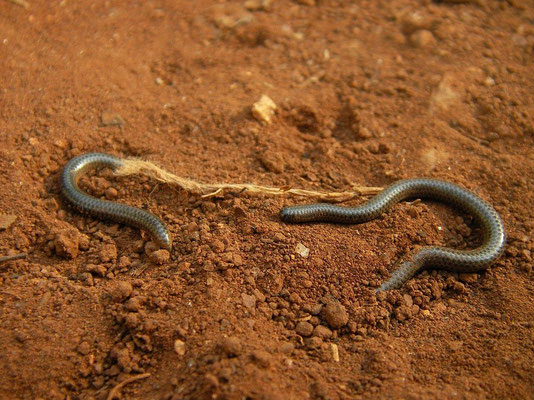 Peters' Worm Snake (Leptotyphlops scutifrons) 