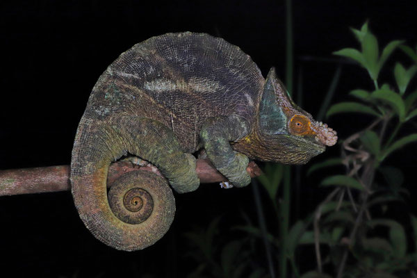 Absolutely massive Parson's Chameleon (Calumma parsonii).