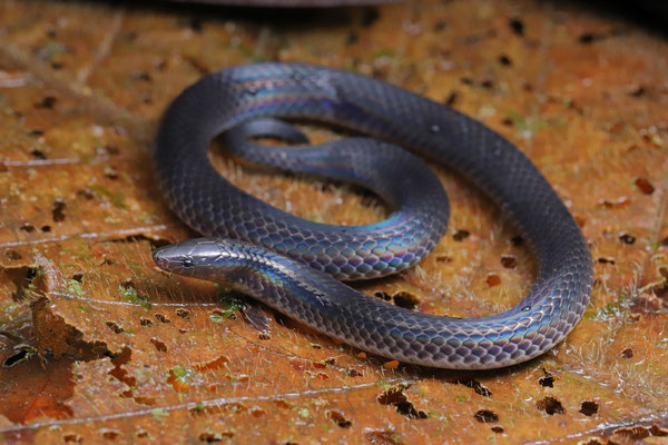 Common Earth Snake (Geophis hoffmanni)