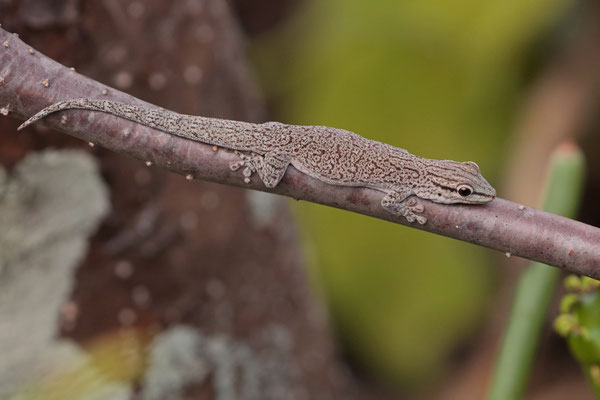 Anja Day Gecko (Phelsuma gouldi) were found in trees that were close to big boulders.