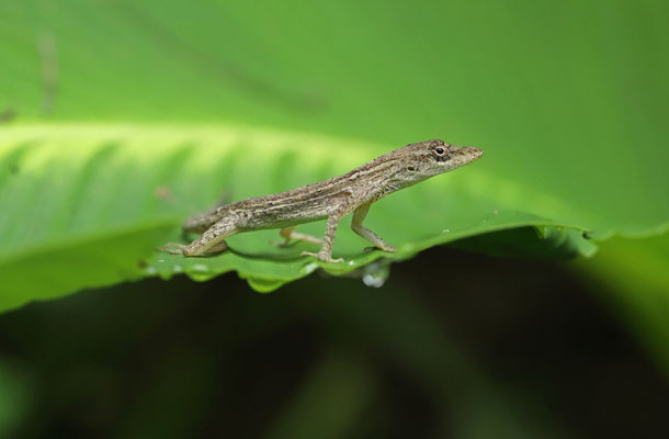 Moist Forest Anole (Anolis unilobatus)