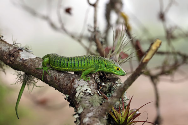 Smith's Arboreal Alligator Lizard (Abronia smithi)