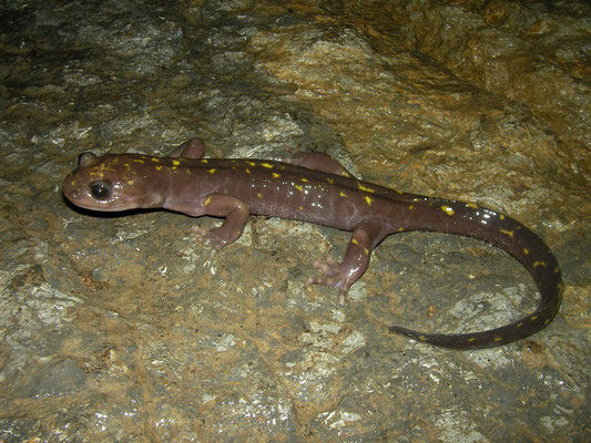 Gorgan Cave Salamander (Paradactylodon persicus)