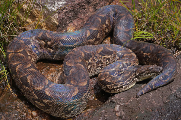 Madagascar Ground Boa (Acrantophis dumerili)