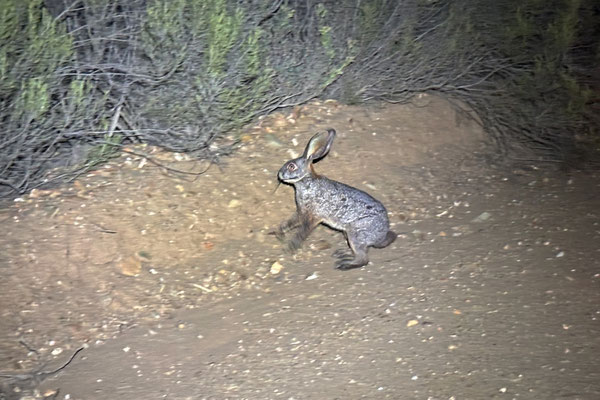 Riverine Rabbit (Bunolagus monticularius)