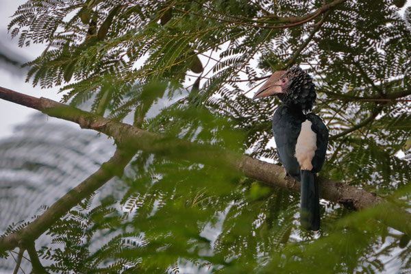 Silvery-cheeked Hornbill (Bycanistes brevis)