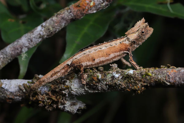 Domergue's Leaf Chameleon (Brookesia thieli) 