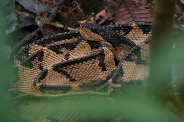 Black-headed Bushmaster (Lachesis melanocephala)