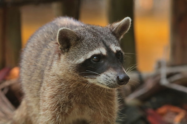 Raccoon (Procyon lotor)