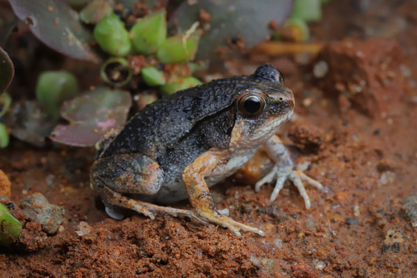 Moquard's Burrowing Frog (Scaphiophryne calcarata), after a rainshower these frogs were found all over the place.
