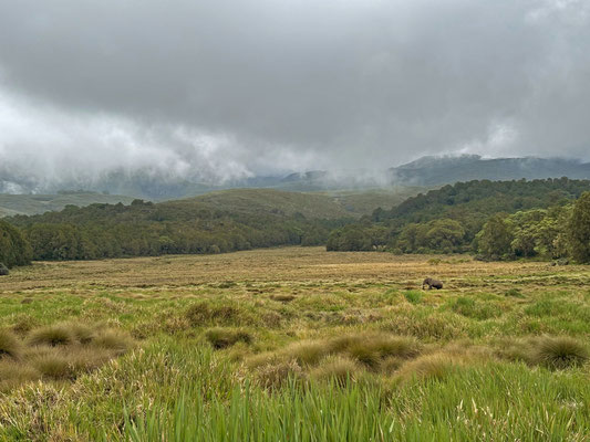 Habitat of Mount Kenya Alpine Meadow Lizard and Alpine Meadow Skink.