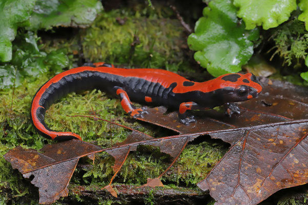 Guatemala - Herpsafari - amphibians and reptiles of Europe