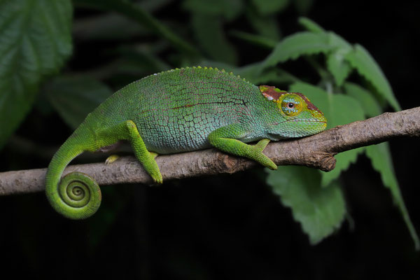 Mount Kenya Hornless Chameleon (Kinyongia excubitor) female