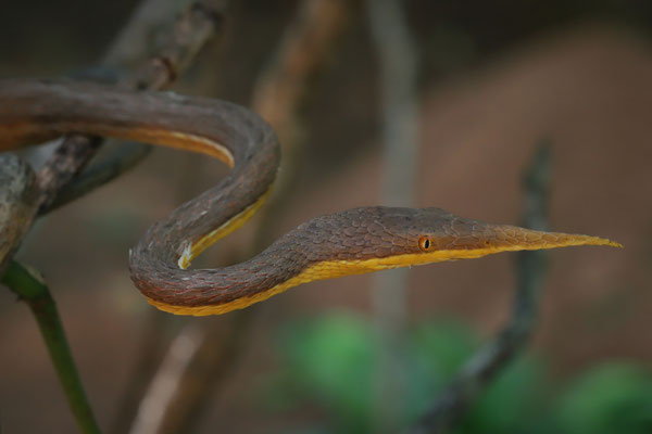 Malagasy Leaf-nosed Snake (Langaha madagascariensis) male