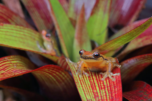 Moustache Bromeliad Tree Frog (Isthmohyla picadoi)