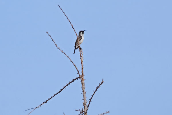 Socotra Sun Bird (Chalcomitra balfouri) singing.