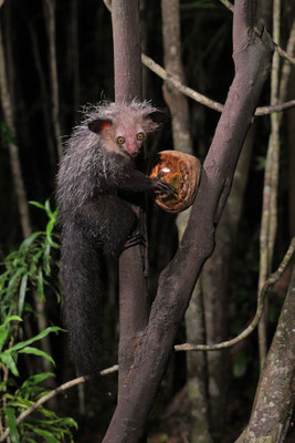Aye-aye (Daubentonia madagascariensis)