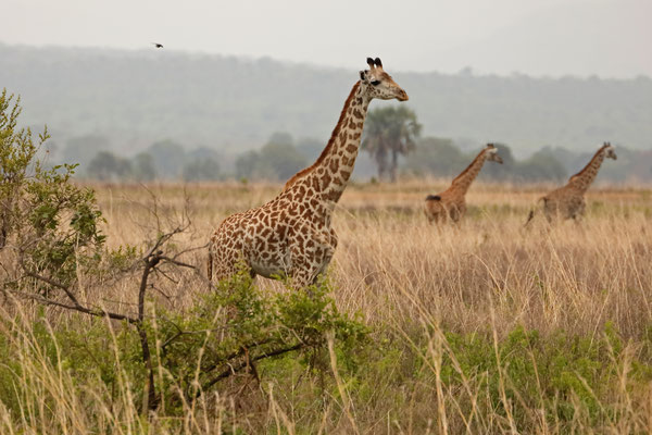 Masai Giraffe (Giraffa tippelskirchi)