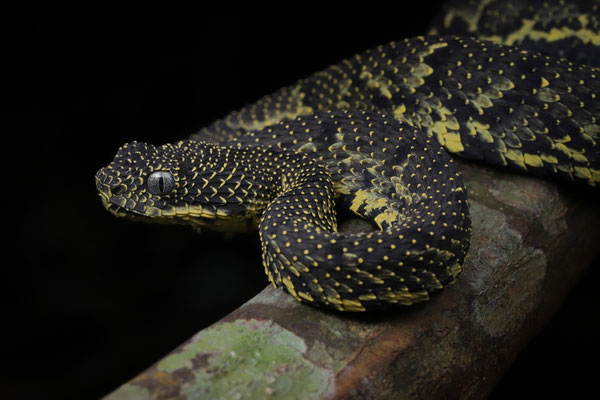 Mount Kenya Bush Viper (Atheris desaixi) 