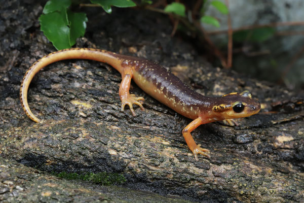 Marmaris Lycian Salamander (Lyciasalamandra flavimembris flavimembris)