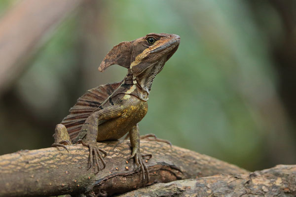 Brown Basilisk (Basiliscus basiliscus)
