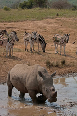 White Rhino (Ceratotherium simus) claiming the waterhole.
