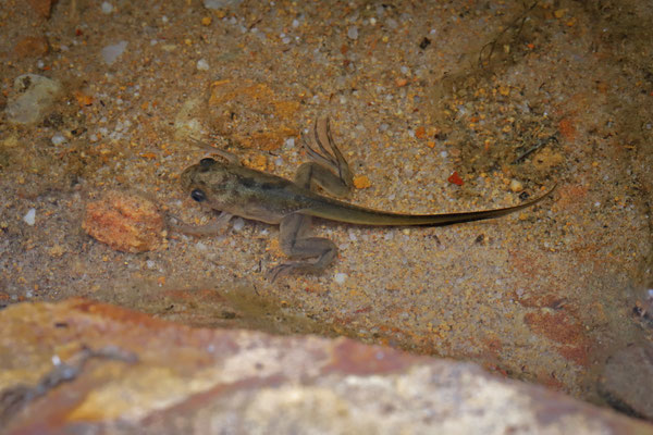 African Clawed Frog (Xenopus laevis) metamorph