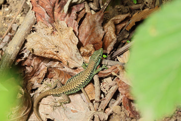 Green-bellied Lizard (Darevskia chlorogaster) male