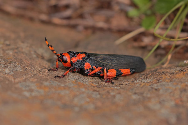 Koppie Foam Grasshopper (Dictyophorus spumans)