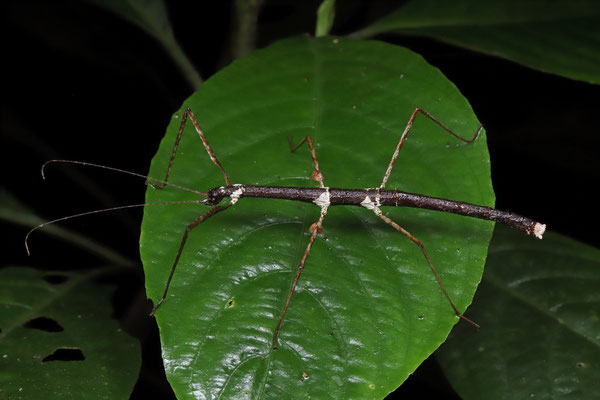 Stick insect