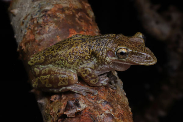 Mexican Shovel-headed Treefrog (Triprion spatulatus)