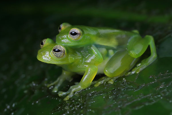 Dwarf Glass Frog (Teratohyla spinosa) couple in amplexus