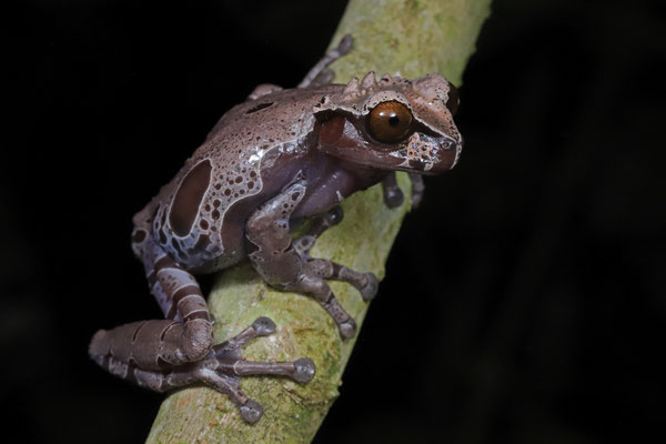 Crowned Tree Frog (Triprion spinosus) 