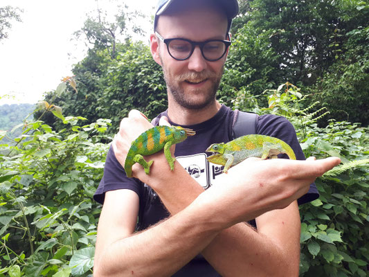 We almost exclusively found adults of Rwenzori Three-horned Chameleon as couples together. 