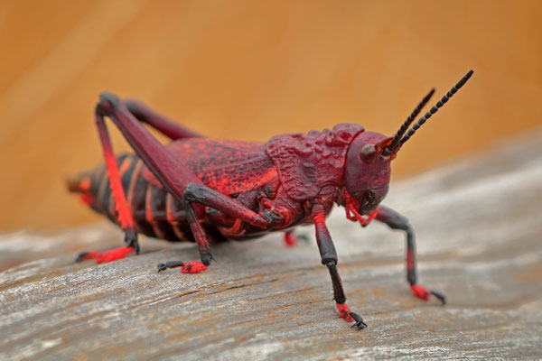Koppie Foam Grasshopper (Dictyophorus spumans)