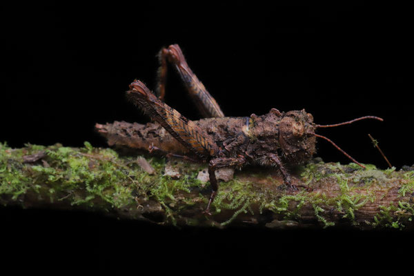 Well camouflaged grasshopper.