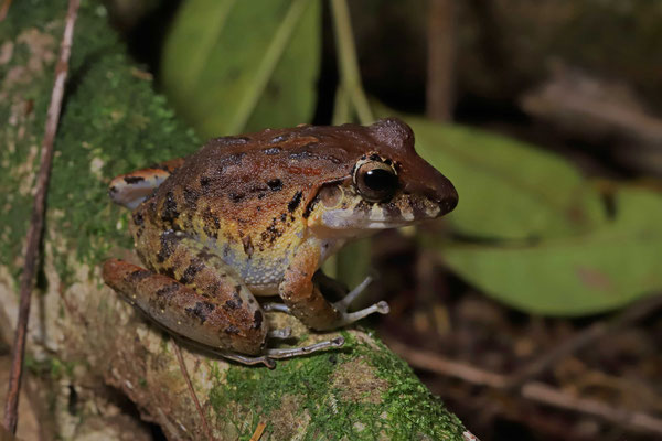 Common Rain Frog (Craugastor fitzingeri) 