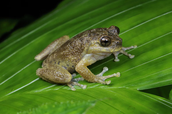 Matuda's Spikethumb Frog (Plectrohyla matudai) male