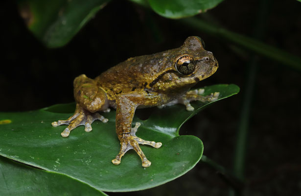 Matuda's Spikethumb Frog (Plectrohyla matudai)