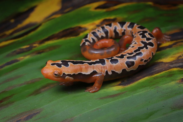 Yellowbelly Mushroomtongue Salamander (Bolitoglossa flaviventris)