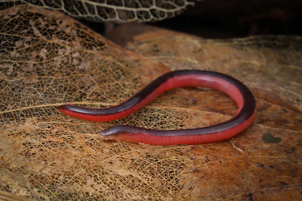 Banded Caecilian (Scolecomorphus vittatus)