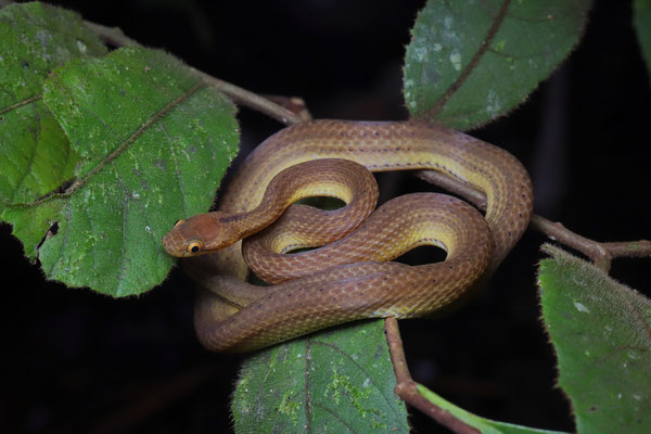 Ranomafana Big-headed Snake (Compsophis laphystius) 