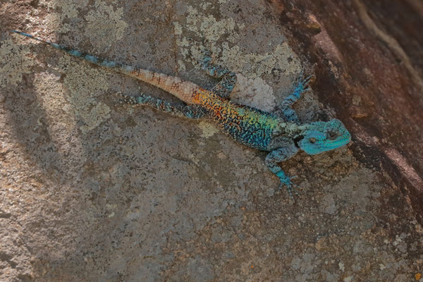 Southern Tree Agama (Acanthocercus atricollis) male