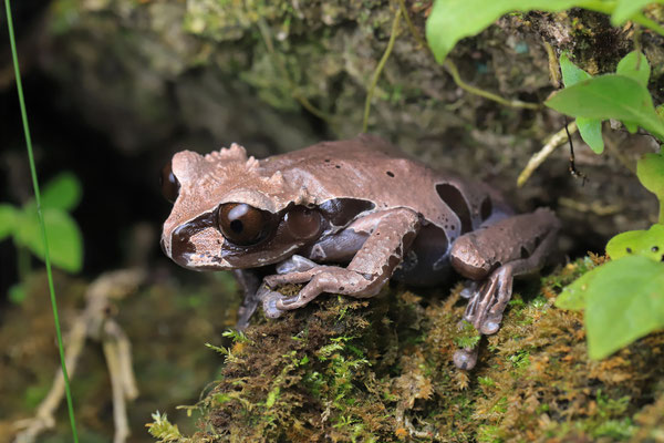 Crowned Tree Frog (Triprion spinosus) in ambush position.